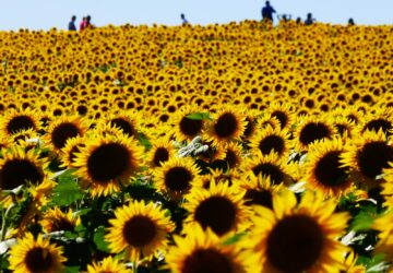 people standing near sunflower field